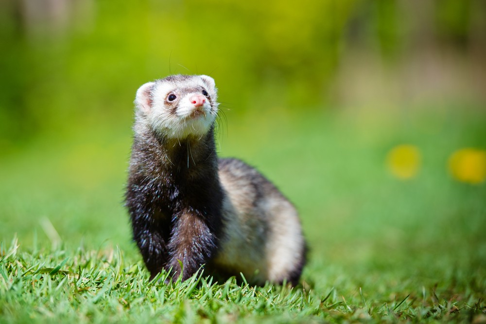 ferret